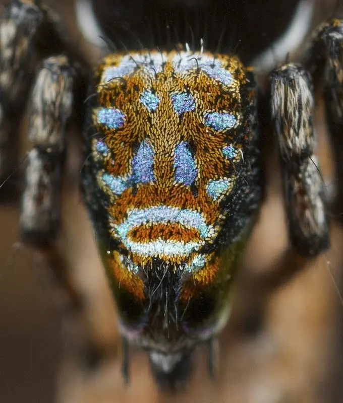 Peacock, la araña más curiosa