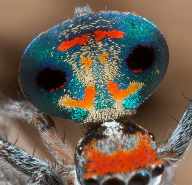 spider