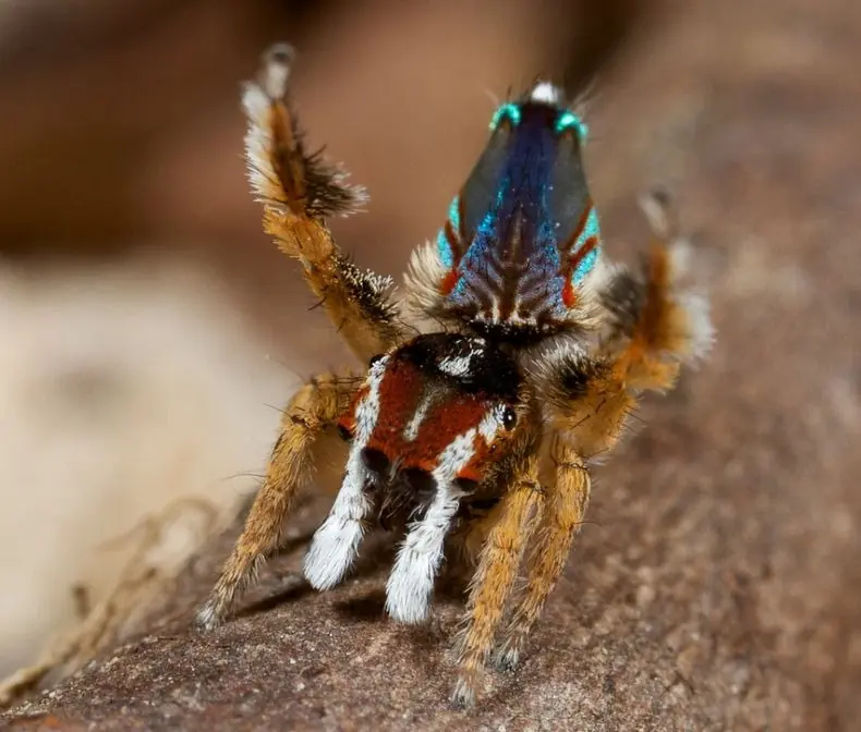 araña