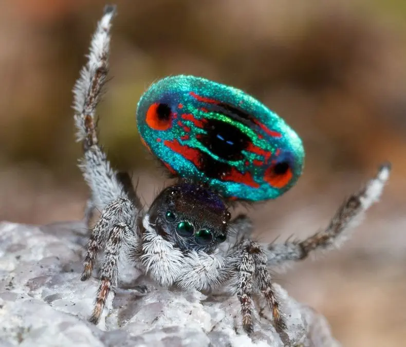 peacock