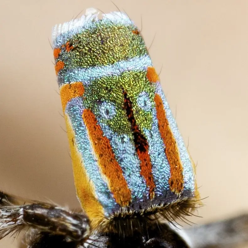 Peacock, la araña más curiosa