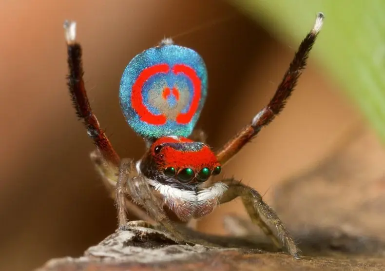 araña