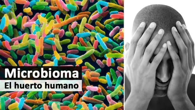 Psicobióticos: bacterias para curar enfermedades mentales