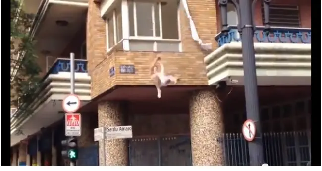 El Pata de lana se va por la Ventana