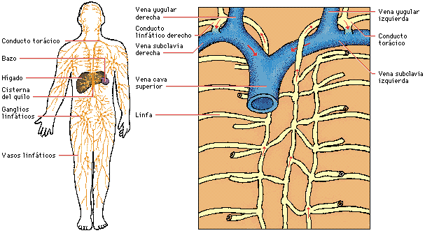Sistema Cardiovascular