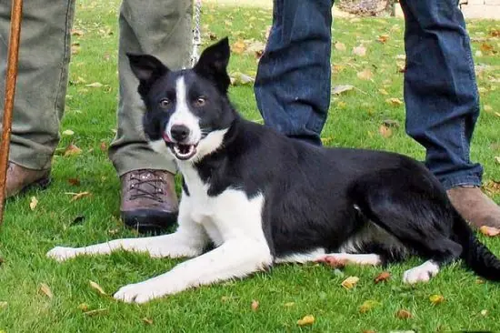 Animales Más Caros del Mundo