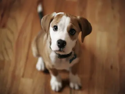 Curiosidades de los perros
