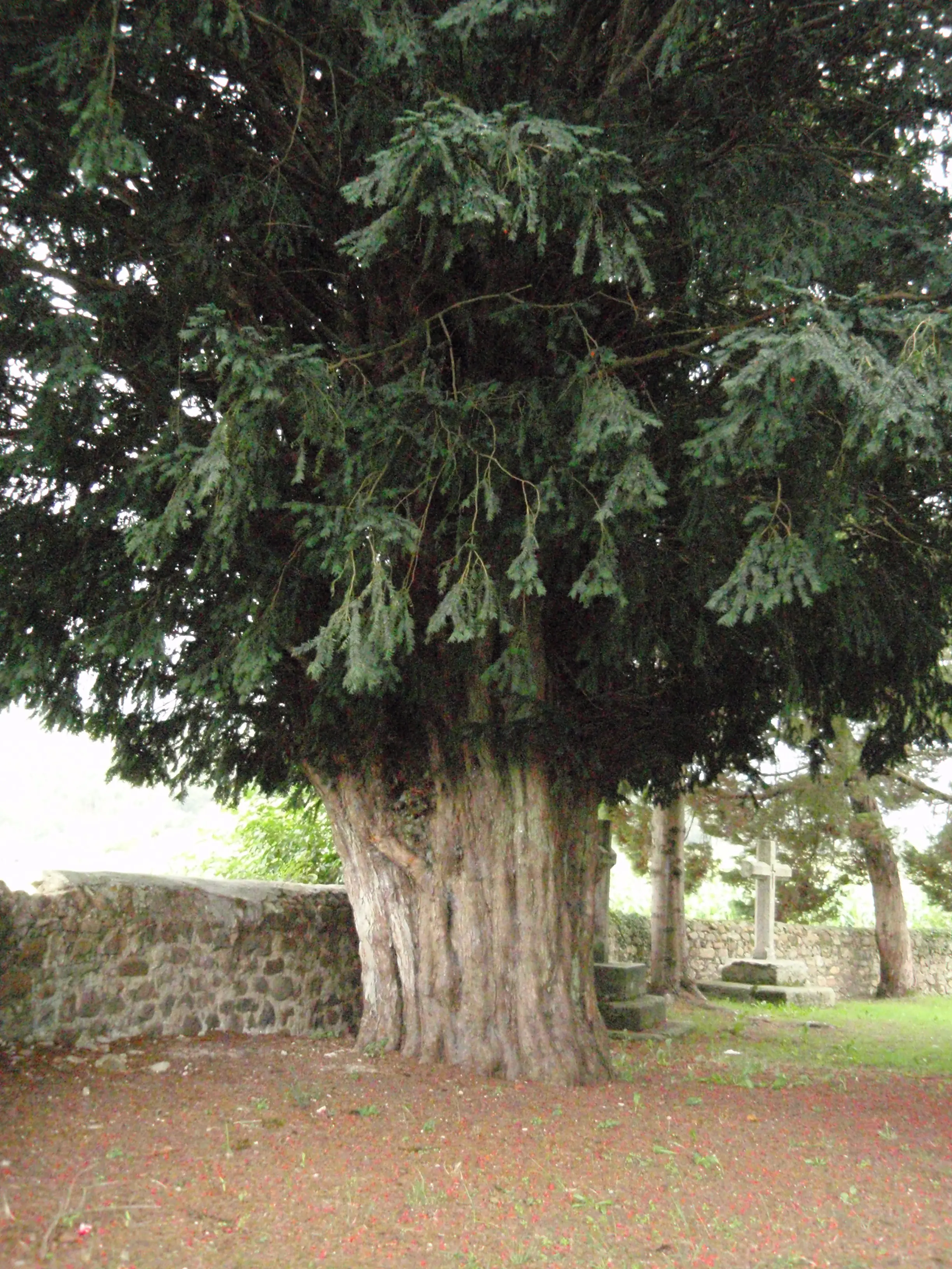 El Tejo (arbol)