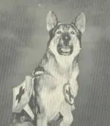 como perros y gatos