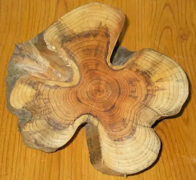 El Tejo (arbol)