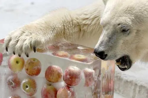 Animales