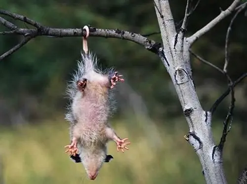Animales Graciosos