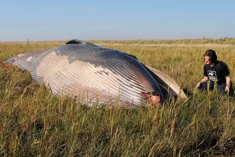 Aparece una ballena muerta en tierra a 800 metros del mar