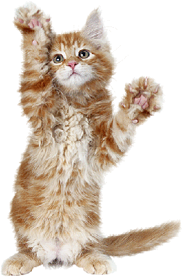 gatos bailando