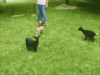 Animales