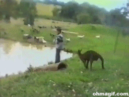 Animales