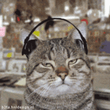 caturday
