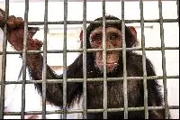 Ayuda para los chimpancés cautivos en Schwaben Park Alemani
