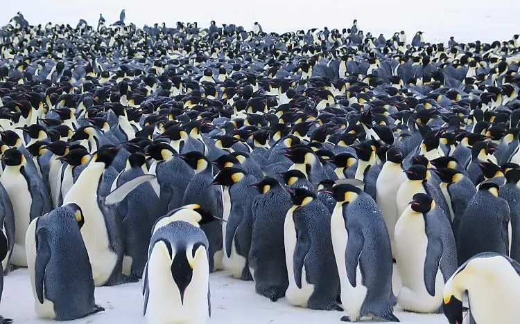 aca el tema que me carcome para que estan los pinguin 2011