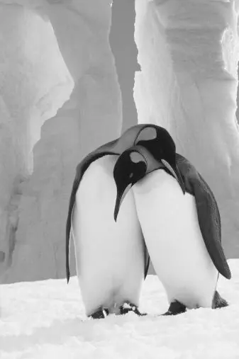 ¿Qué sabes sobre los pingüinos?