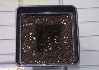 marihuana transplante en interio