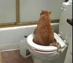 curiosidades