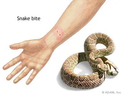 hormigas