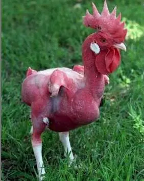 Animales