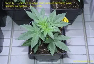 plntas transplante