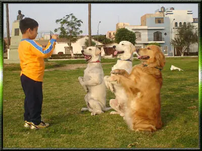 Adiestramiento de perros (muy interesante)
