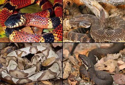 Animales venenosos: primeros auxilios
