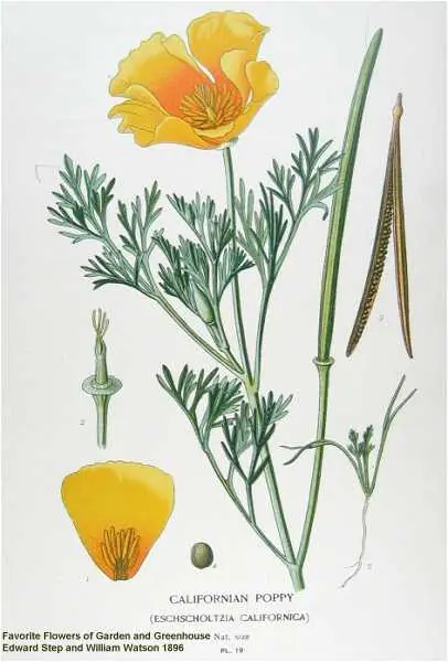 medicinales