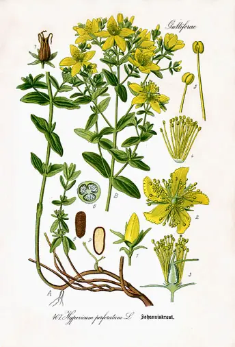 plantas