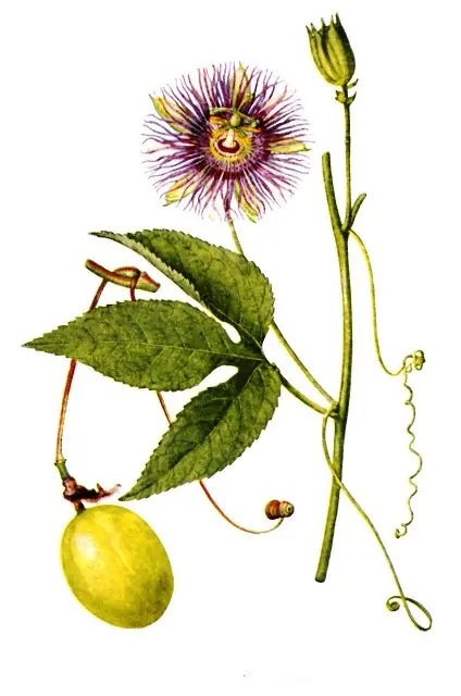 Siete plantas medicinales indicadas para el insomnio