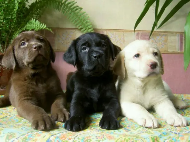 Una tierna historia : Síndrome de Dawn y un labrador