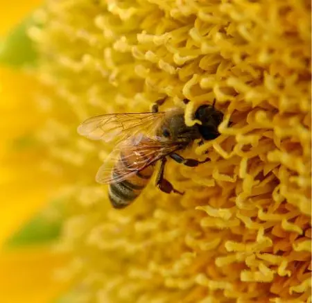 ¿que pasaría si se extinguen?