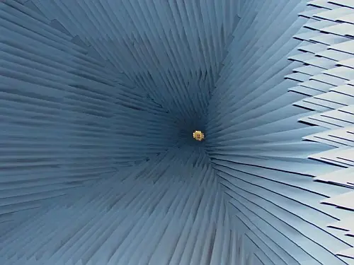 curiosa