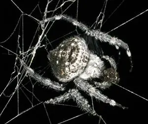 Nuevas especies descubiertas