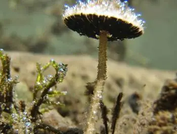 Nuevas especies descubiertas