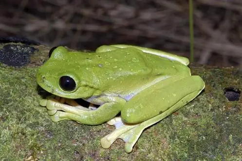 Nuevas especies descubiertas