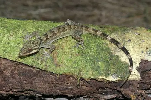 papua