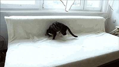 Gifs
