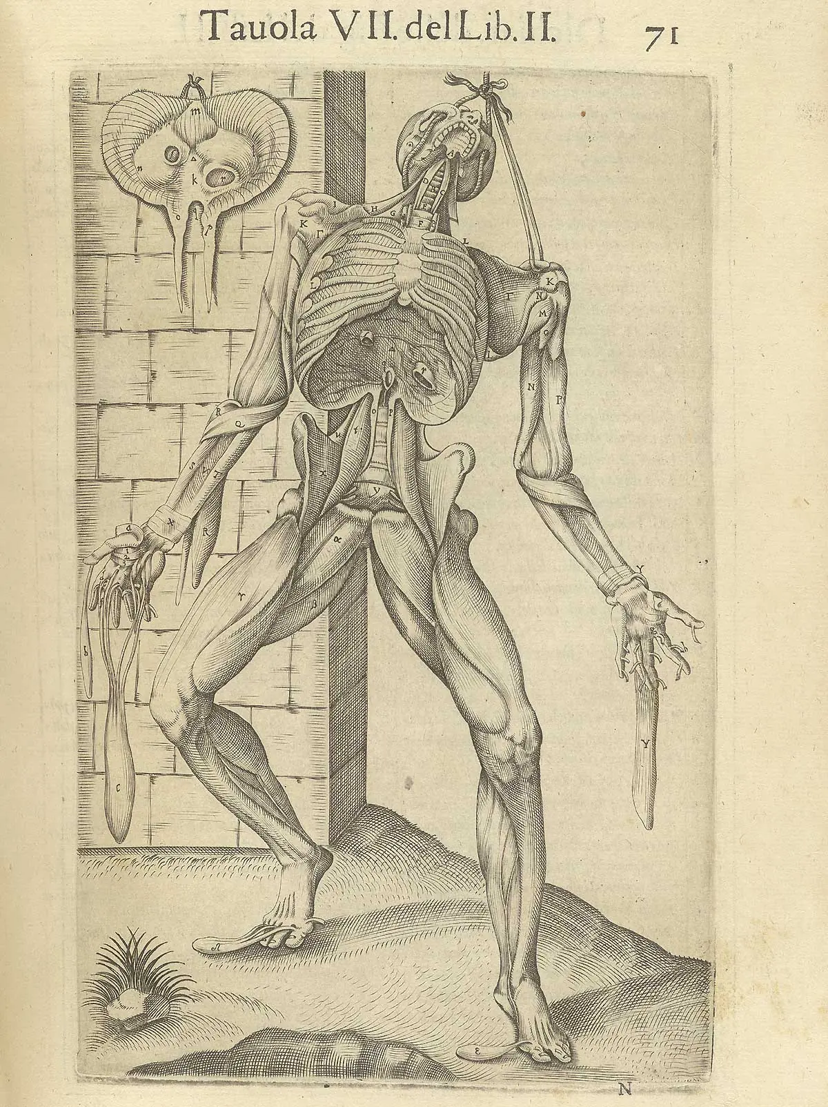 Anatomia del corpo Humano - Juan Valverde de Amusco (1560)