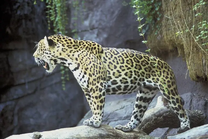 peru