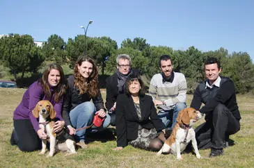 Consiguen curar la diabetes tipo 1 en perros
