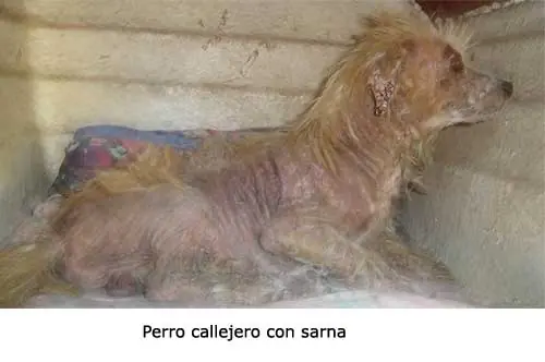 Sarna Canina