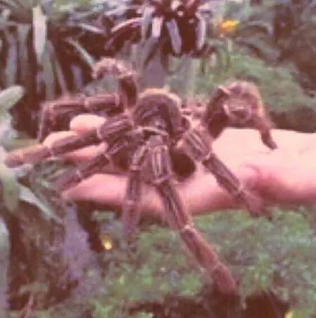 los animales mas raros