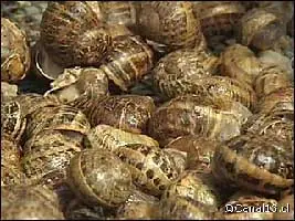 caracoles