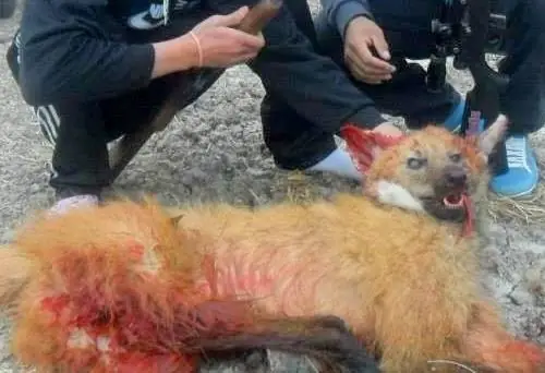 Indignante: Mataron un animal en extinción (Aguará Guazú)