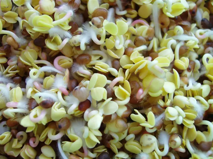 intestino